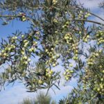 Sorrento Farm and Food Experience including Olive Oil, Limoncello, Wine tasting - Exploring the Olive Groves and Lemon Orchards
