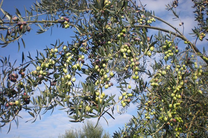 Sorrento Farm and Food Experience including Olive Oil, Limoncello, Wine tasting - Exploring the Olive Groves and Lemon Orchards