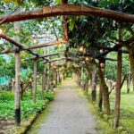 Sorrento Lemon Grove Experience with Local Product Tasting - Starting Point at La Limonaia in Sorrento