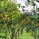 Sorrento Walking Tour: the flavors and scents of lemons - The Guide: Knowledge and Storytelling