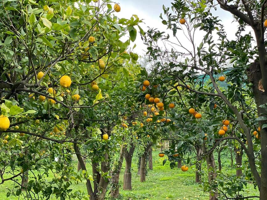 Sorrento Walking Tour: the flavors and scents of lemons - The Guide: Knowledge and Storytelling