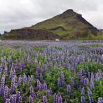 South Coast. Private Day Tour from Reykjavik - The Highlights: Waterfalls, Beaches, and Glaciers