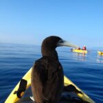 South Maui Kayak and Snorkel Tour with Turtles - Meeting Point and Logistics at Makena Landing