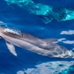 South Maui: Lanai Snorkel & Dolphin Watch from Maalaea - The Experience Aboard the 65-Foot Catamaran