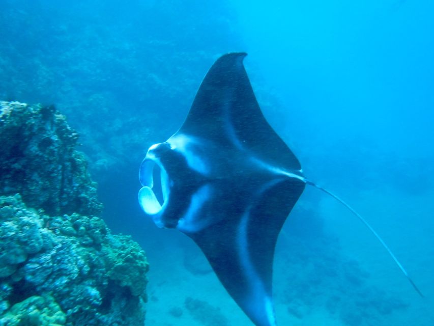 South Maui: Premium Turtle Town Kayak and Snorkel Tour - Convenient Meeting Points in South Maui