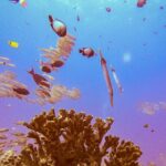 South Maui Shore Dive - What the South Maui Dive Site Has to Offer