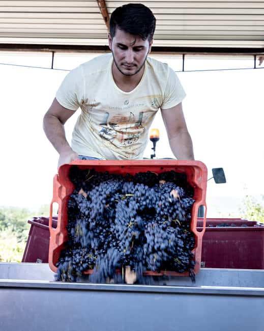 Sovicille: Wine Tasting and Vineyard Visit - Limitations and Considerations