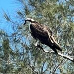 Space Coast Manatee & Coastal Wildlife Kayak Tour - What Wildlife Can Be Seen on the Tour?