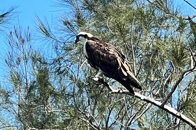Space Coast Manatee & Coastal Wildlife Kayak Tour - What Wildlife Can Be Seen on the Tour?