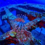 SPECIAL!! 2 Tank Wreck & Drift Reef dives - Exploring the Vibrant Drift Reef