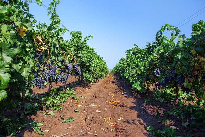 Special History And Wine Tour including Wine Tasting - The History of the Battle of Aheloy and Its Connection to the Winery