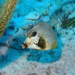 SPECIAL! Snorkel at MUSA - The Underwater Museum Reservation - Meeting Point and Logistics in Isla Mujeres