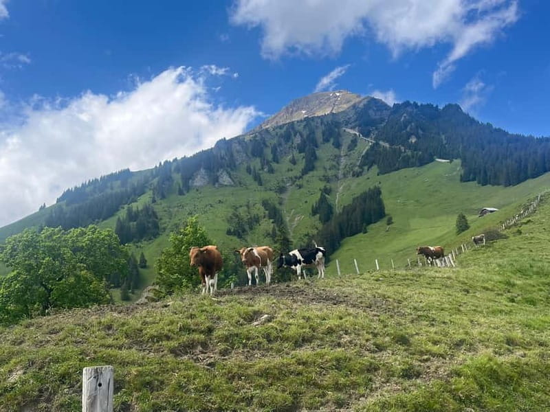Spiez: Summit Mt. Niesen with a Swiss Triathlete - Starting Point: Mülenen, the Gateway to the Swiss Alps