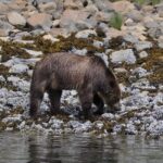 Spring Bear and Waterfall Tour - Food and Refreshments: Lunch and Snacks Included