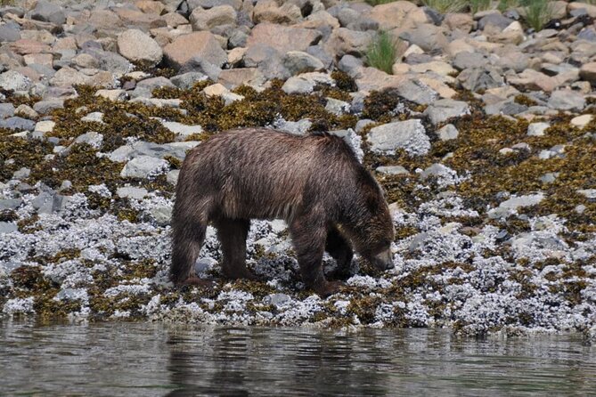 Spring Bear and Waterfall Tour - Food and Refreshments: Lunch and Snacks Included