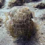 SSI Open Water, South Tenerife - Physical Requirements and Suitability for Participants