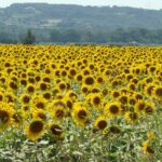 St Cirq LaPopie and Pech Merle Cavern Tour from Toulouse - Exploring the Medieval Village of Saint-Cirq Lapopie
