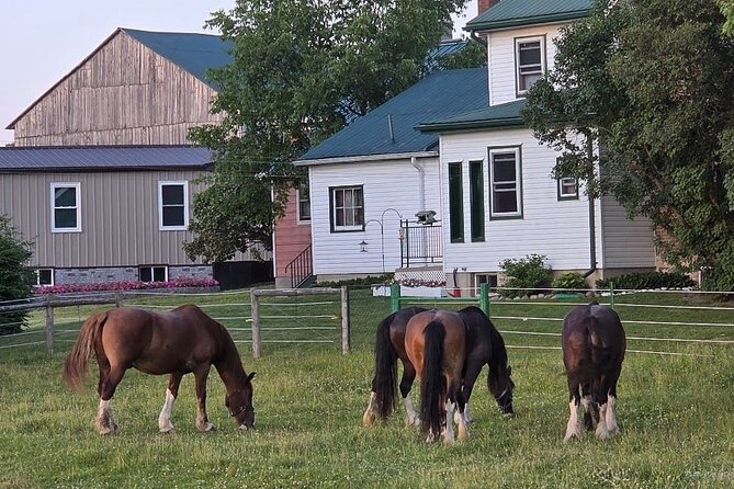 St. Jacobs Market & Mennonite Countryside Tour - Convenient Pickup and Small-Group Experience from Toronto