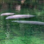St. Johns River Cruise - Blue Spring State Park - How the Cruise Passes Through the Untamed Wilderness of Saint Johns