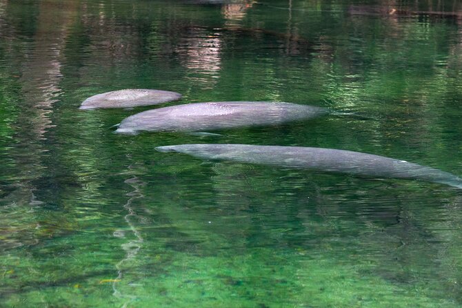 St. Johns River Cruise - Blue Spring State Park - How the Cruise Passes Through the Untamed Wilderness of Saint Johns