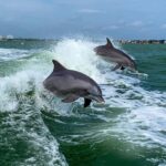 St. Pete Beach: Dolphin Racer Sightseeing Cruise - Meeting Point at Corey Causeway