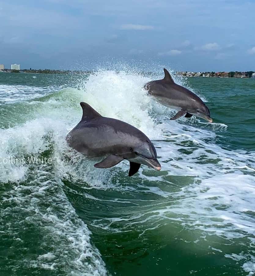 St. Pete Beach: Dolphin Racer Sightseeing Cruise - Meeting Point at Corey Causeway