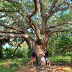St. Petersburg: Lake Maggiore Bike Tour with Guide - Starting Point and Tour Logistics in Lake Maggiore