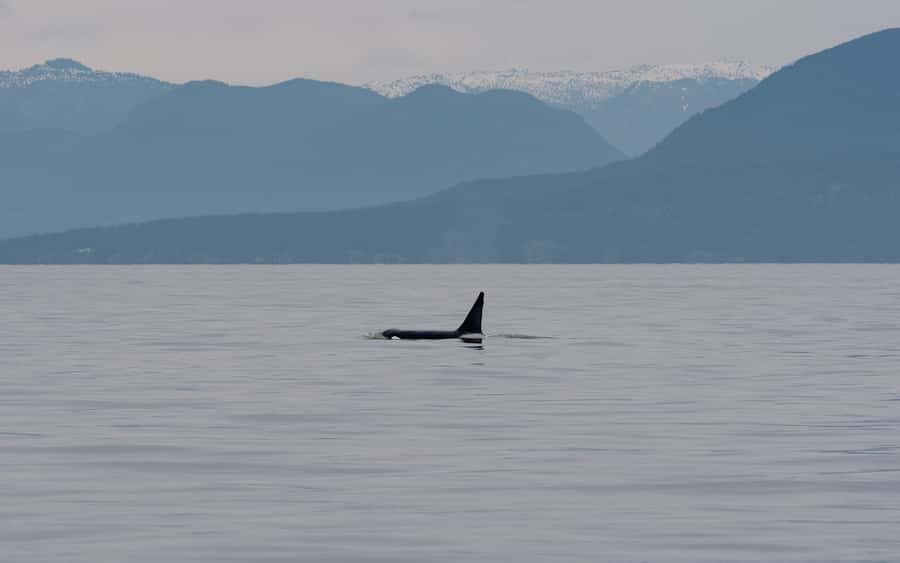 Steveston Village: Whale Watching Tour - Navigating the Canadian Gulf Islands and the Strait of Georgia