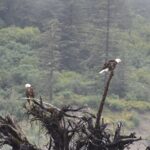 Stikine River Wilderness Tour - Visiting Shakes Lake and the Calving Shakes Glacier