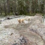 Stockholm: Dog Walk in Nature Reserve with Swedish Fika - The Charm of the Forest Near Stockholm