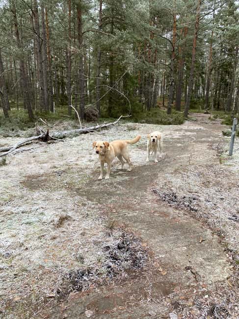 Stockholm: Dog Walk in Nature Reserve with Swedish Fika - The Charm of the Forest Near Stockholm