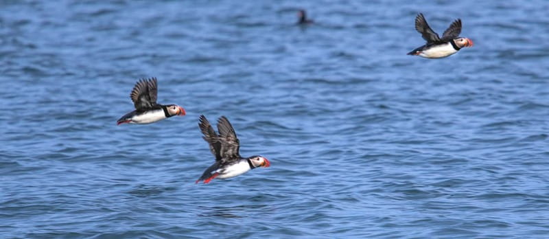 Stykkishólmur: Puffin and Wildlife Boat Tour - Departing from Stykkishólmur Harbor for a Coastal Adventure
