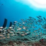 SUBMARINE ADVENTURE - Submarine Excursion in Puerto de Mogán - The Underwater Reef Park "Atlantis" and Sunken Ships