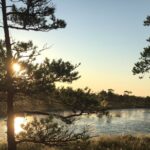 Sunrise at Kemeri National Park - Walking the Great Kemeri Bog Boardwalk: Close Encounters with Nature