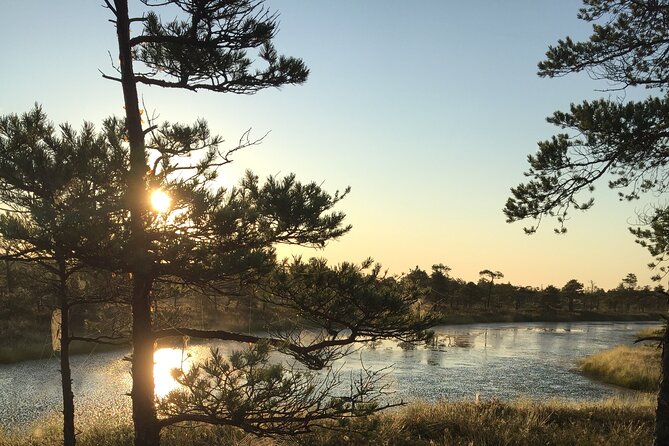 Sunrise at Kemeri National Park - Walking the Great Kemeri Bog Boardwalk: Close Encounters with Nature