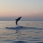 Sunrise Dolphins & Fishermen at Work speedboat tour in Rovinj - The Small Speedboat: Comfort and Flexibility