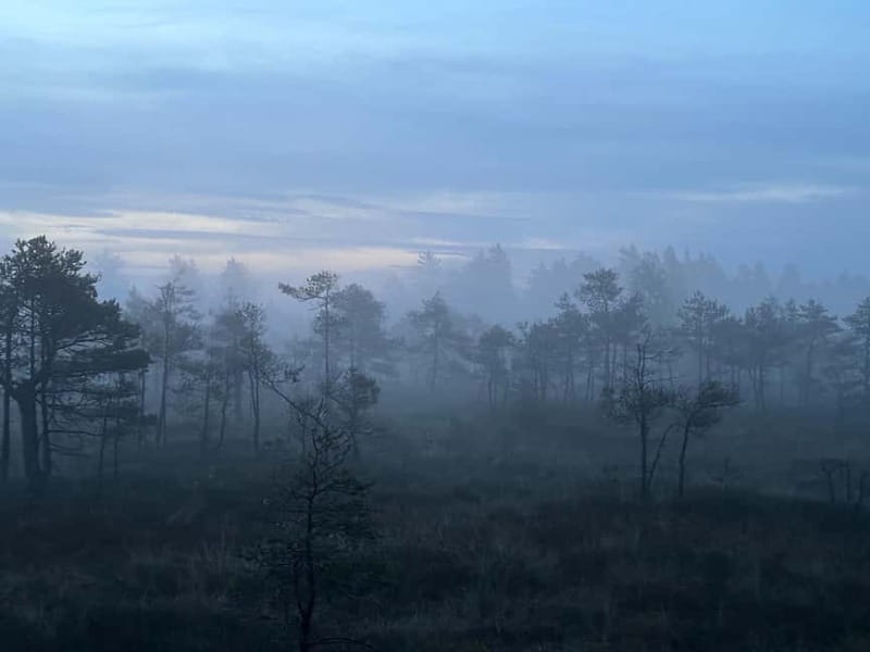 Sunrise Tour To Great Kemeri Bog - Starting the Day with a Forest Walk in Darkness