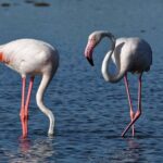 Sunset among flamingos in the Ebro Delta - Spotting Flamingos with Binoculars in the Natural Park