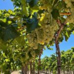 Sunset among Vineyards with Tasting in Alicante (min 6-12 people) - Exploring the Vineyard’s Unique Setting