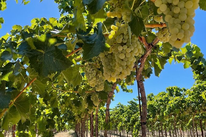 Sunset among Vineyards with Tasting in Alicante (min 6-12 people) - Exploring the Vineyard’s Unique Setting