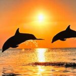 Sunset Bioluminescent Comb Jelly & Dolphin Tour - Starting Point at Brevard Veteran’s Memorial Park & Museum or Oars and Paddles Park