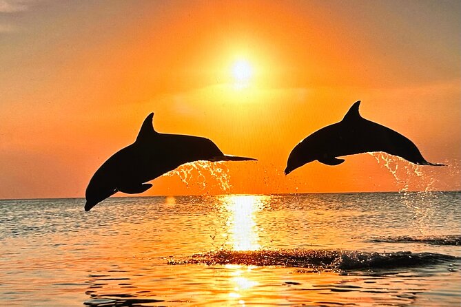 Sunset Bioluminescent Comb Jelly & Dolphin Tour - Starting Point at Brevard Veteran’s Memorial Park & Museum or Oars and Paddles Park