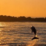 Sunset Dolphin Cruise in Panama City Beach - Sightseeing at Shell Island: A Wildlife Hotspot