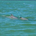 Sunset Dolphin Cruise with Sanibel Lighthouse Views - Experience Highlights: Sunset and Wildlife Viewing