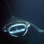 Sunset Manta Ray Tour in Kailua-Kona - The Magic of Night Snorkeling with Manta Rays