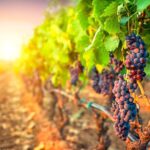 Sunset Sip Wine Tour - Mt. Boucherie Estate Winery’s Modern Tasting Room and Mountain Views