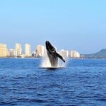 Sunset Whale Watch in Waikiki, Whales Guaranteed or Free Return - The Double-Decker Boat Design Enhances Viewing Opportunities