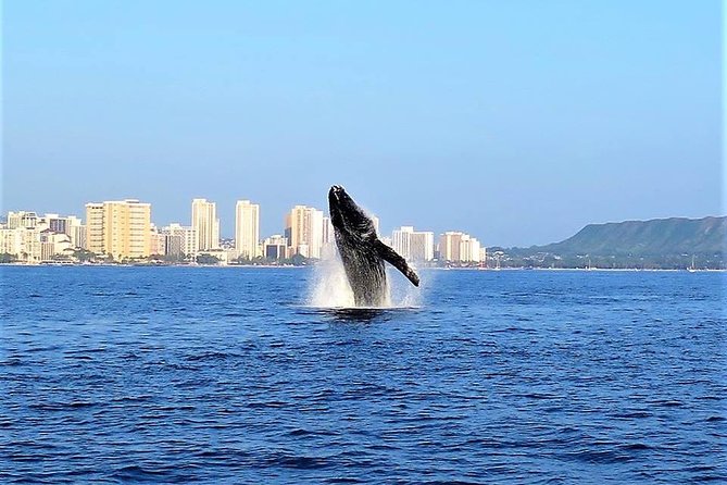 Sunset Whale Watch in Waikiki, Whales Guaranteed or Free Return - The Double-Decker Boat Design Enhances Viewing Opportunities
