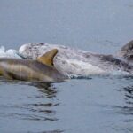 Sunset Whale Watch Tour in Monterey - Key Points