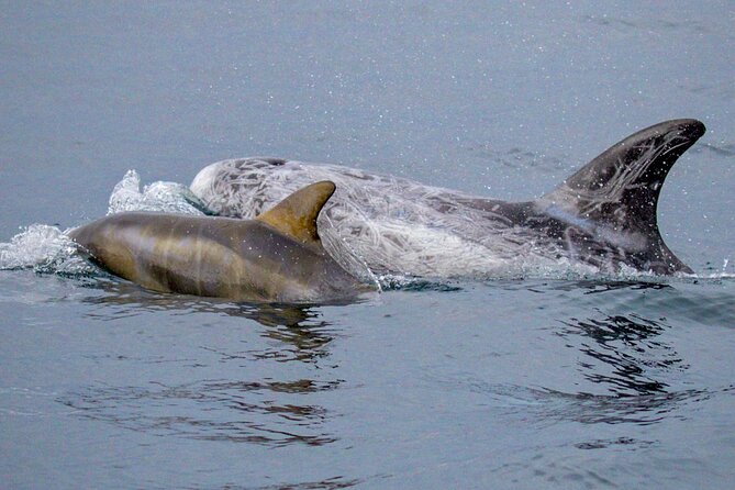 Sunset Whale Watch Tour in Monterey - Key Points